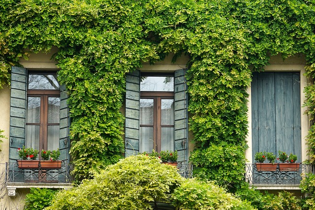 façade d'un immeuble recouverte de végétation. Deux fenêtres avec des volets en bois verts ouverts et une fenêtre avec les volets fermés.  