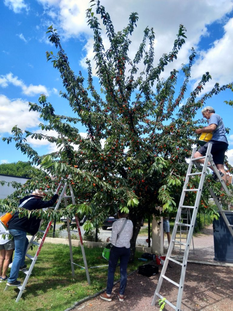 3 personnes en train de cueillir des fruits dans un arbres. 2 d'entre eux sont sur des échelles pour atteindre les fruits les plus hauts